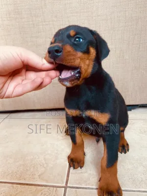 1-3 months Male Purebred Doberman Pinscher