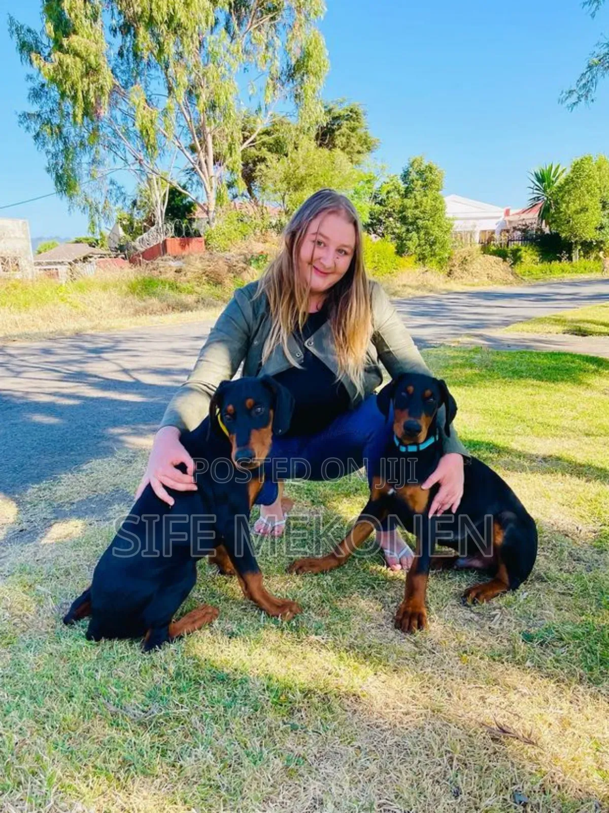 1-3 months Male Purebred Doberman Pinscher