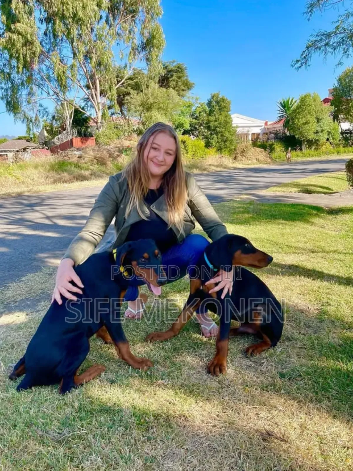 1-3 months Male Purebred Doberman Pinscher
