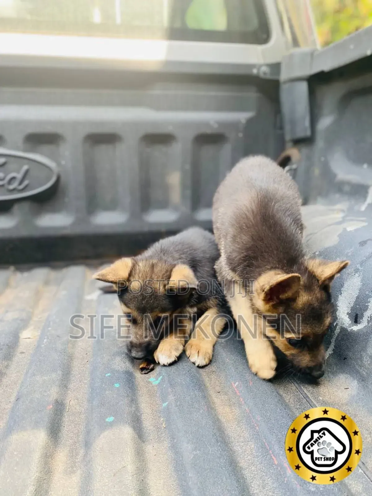 1-3 months Male Purebred German Shepherd