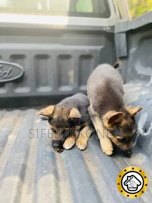 1-3 months Male Purebred German Shepherd