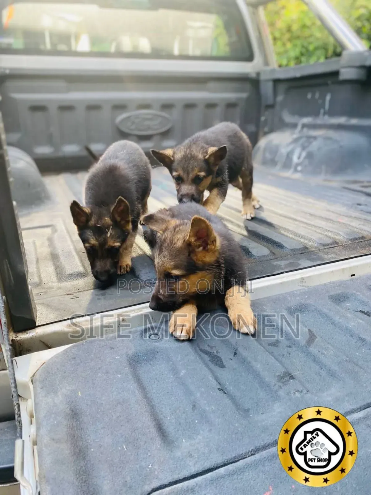 1-3 months Male Purebred German Shepherd