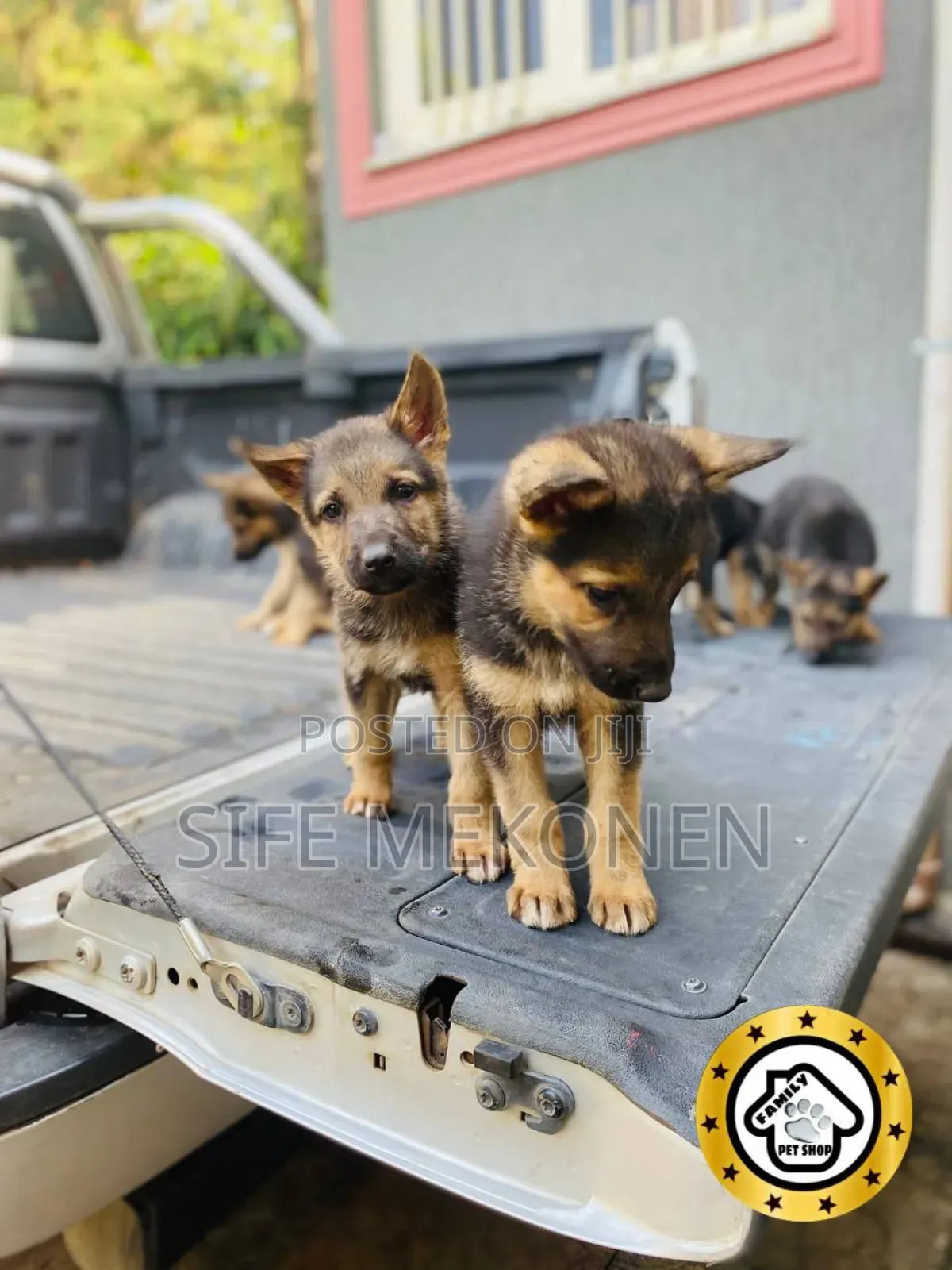 1-3 months Male Purebred German Shepherd