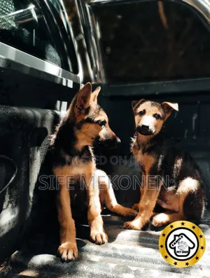 1-3 months Male Purebred German Shepherd