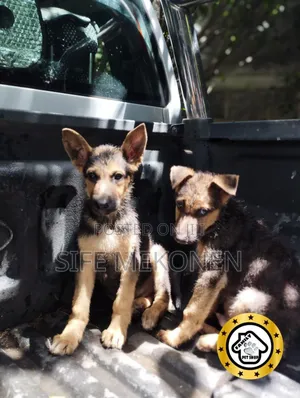 Photo - 1-3 months Male Purebred German Shepherd