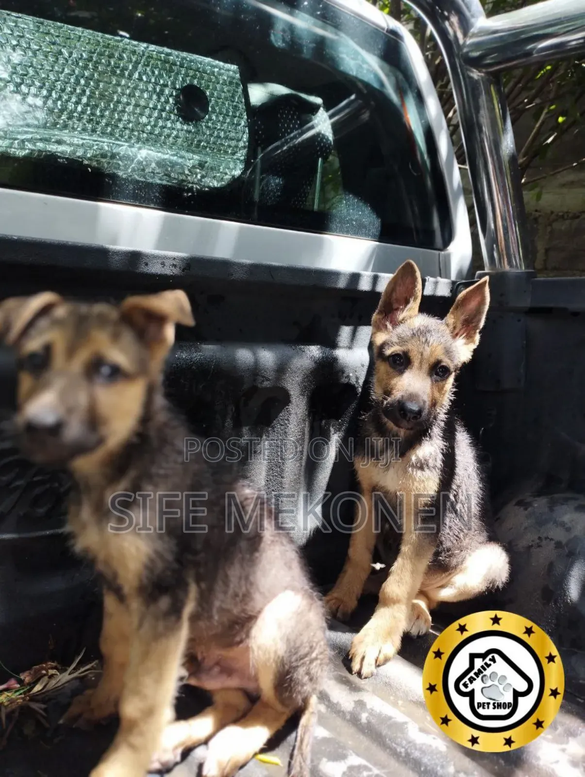 1-3 months Male Purebred German Shepherd