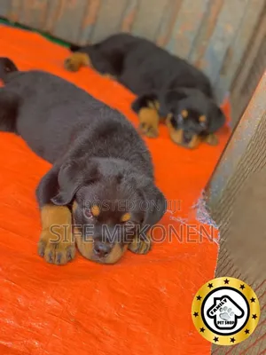 1-3 months Male Purebred Rottweiler