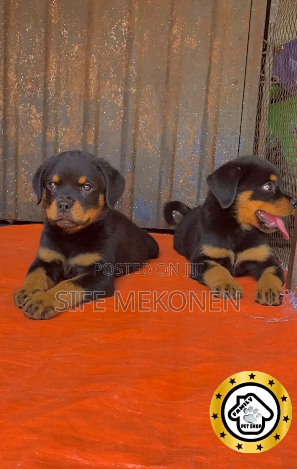 1-3 months Male Purebred Rottweiler