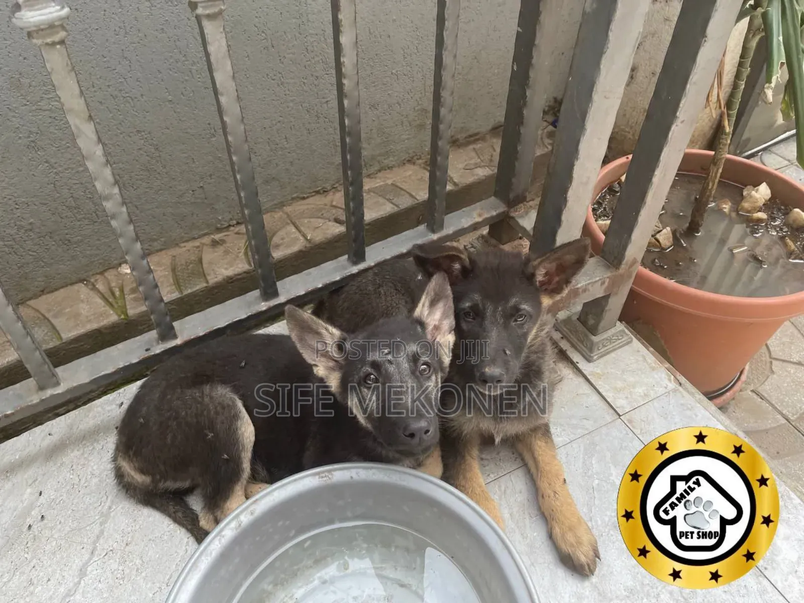 1-3 months Male Purebred German Shepherd