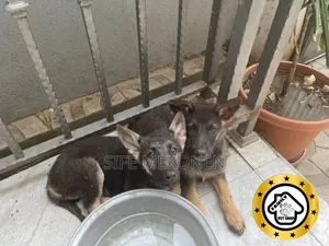 Photo - 1-3 months Male Purebred German Shepherd