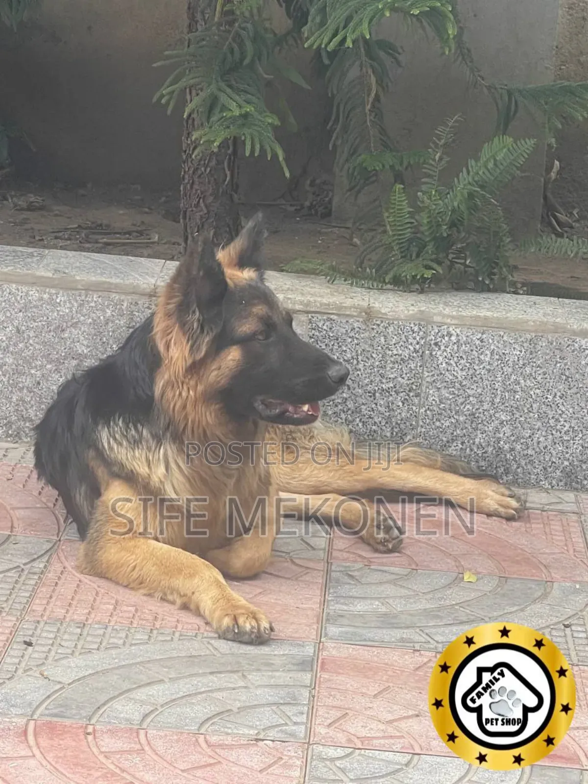 1-3 months Male Purebred German Shepherd