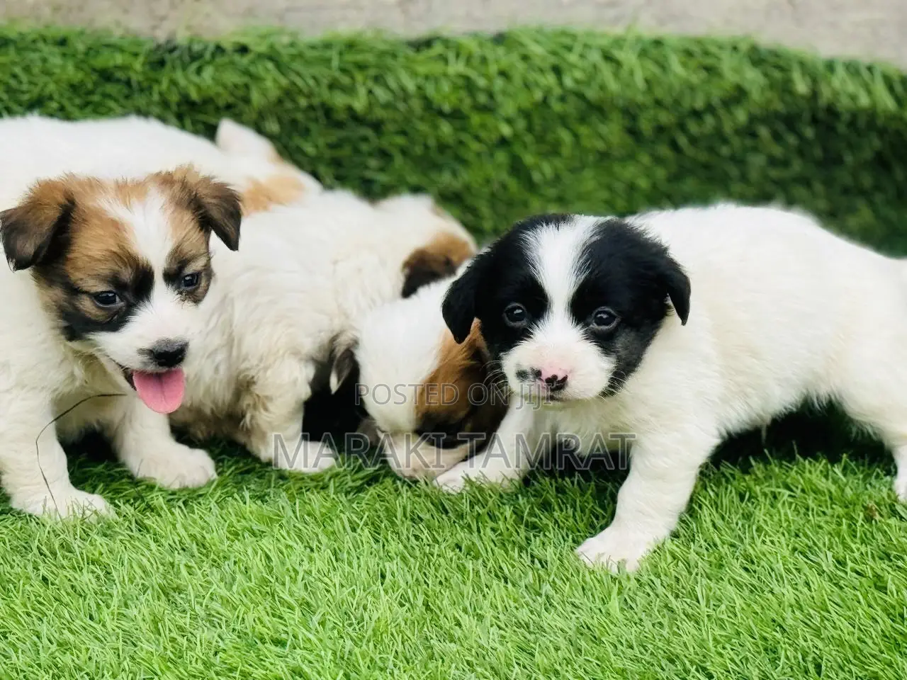 1-3 months Male Purebred Papillon