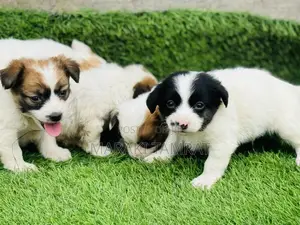 Photo - 1-3 months Male Purebred Papillon