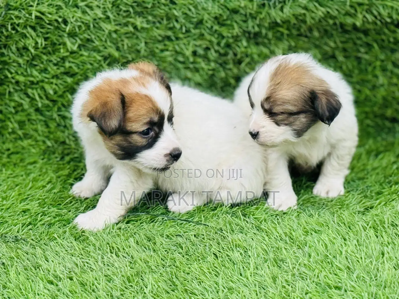 1-3 months Male Purebred Papillon
