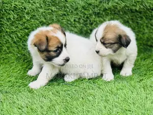 1-3 months Male Purebred Papillon