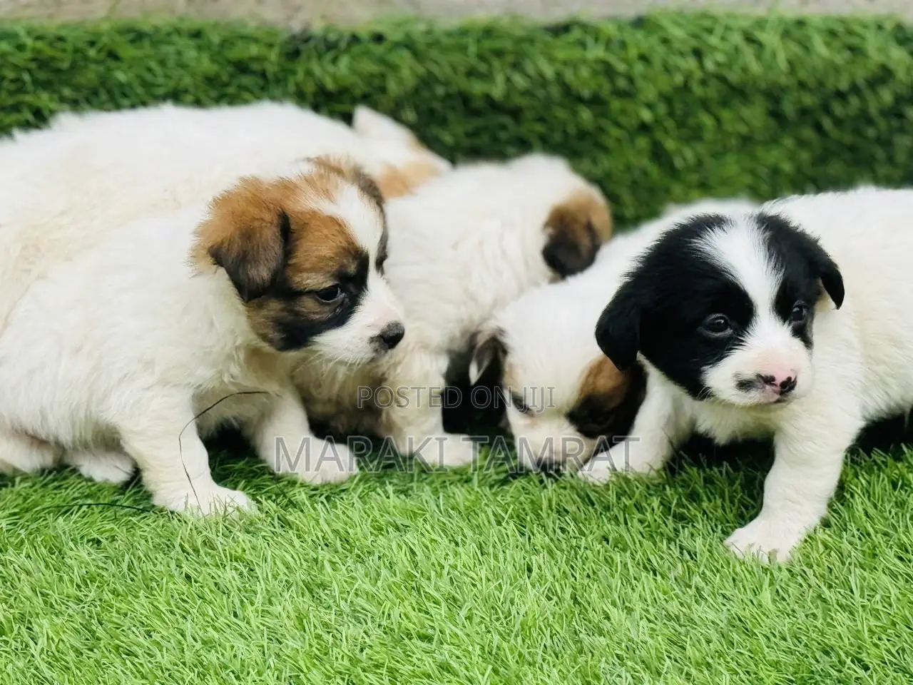 1-3 months Male Purebred Papillon