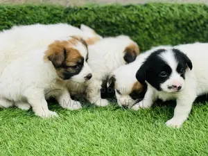 1-3 months Male Purebred Papillon