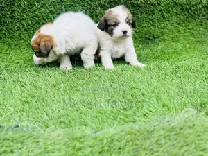 1-3 months Male Purebred Papillon