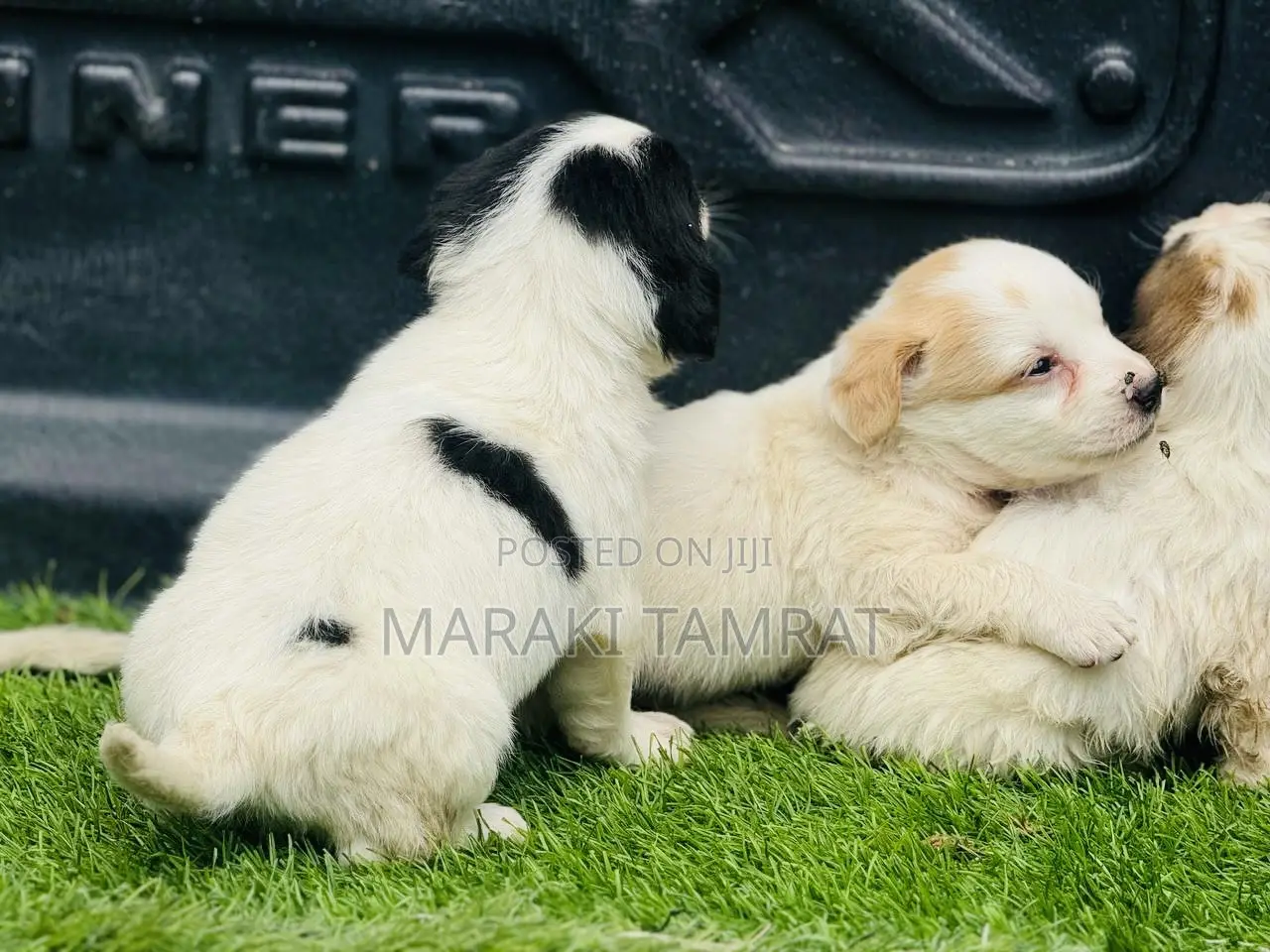 1-3 months Male Purebred Papillon