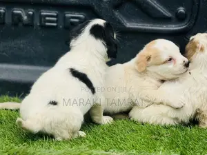 1-3 months Male Purebred Papillon