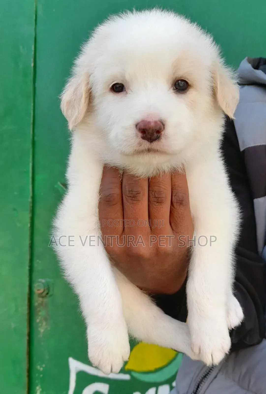 1-3 months Male Mixed Breed Maltese