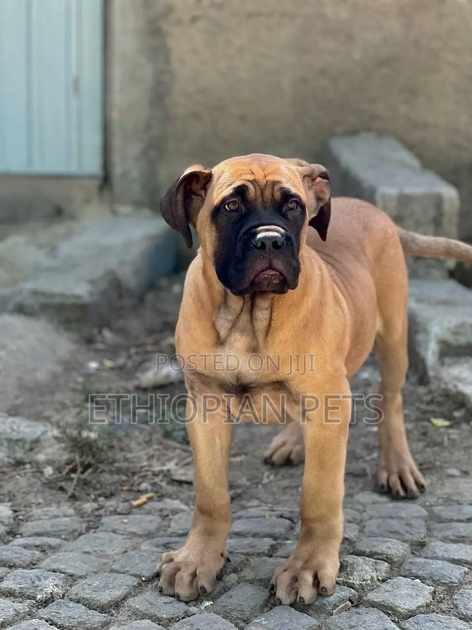 3-6 months Male Purebred Bullmastiff