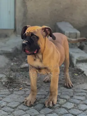 3-6 months Male Purebred Bullmastiff