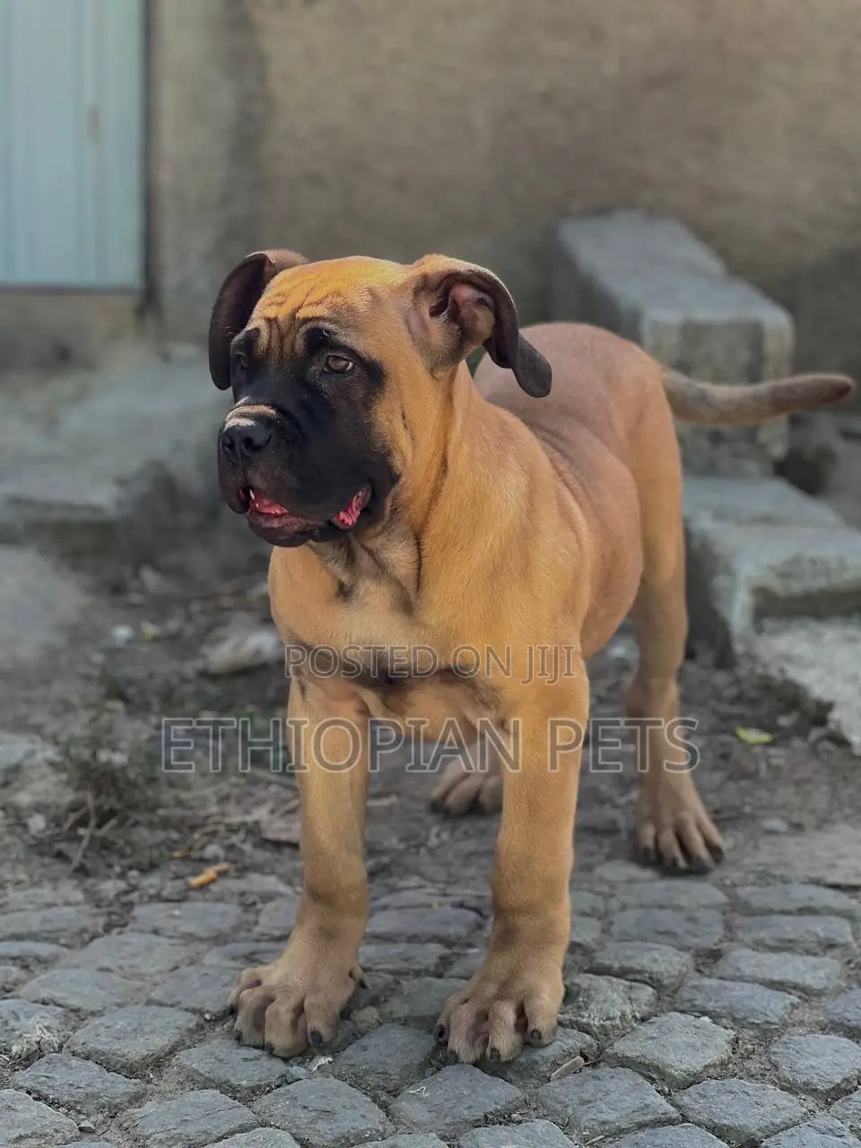 3-6 months Male Purebred Bullmastiff