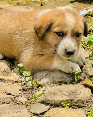 1-3 months Male Mixed Breed Dog