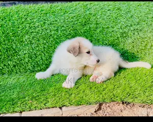 Photo - 1-3 months Female Purebred Maltese