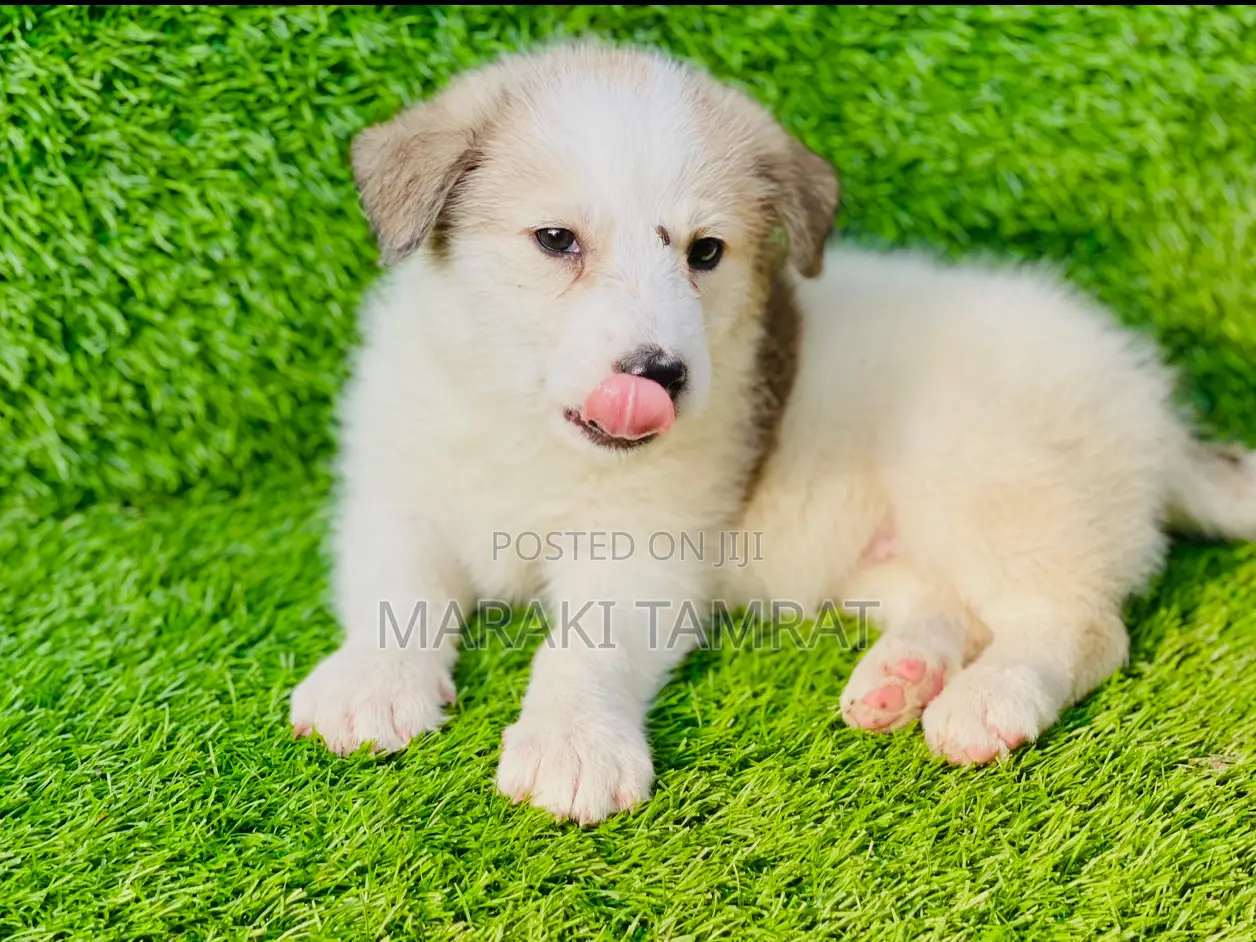 1-3 months Female Purebred Maltese