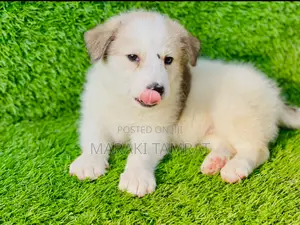 1-3 months Female Purebred Maltese