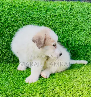 1-3 months Female Purebred Maltese