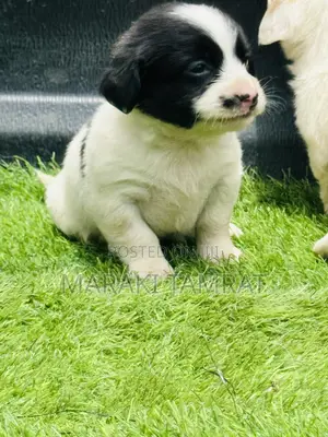 Photo - 1-3 months Male Purebred Maltese