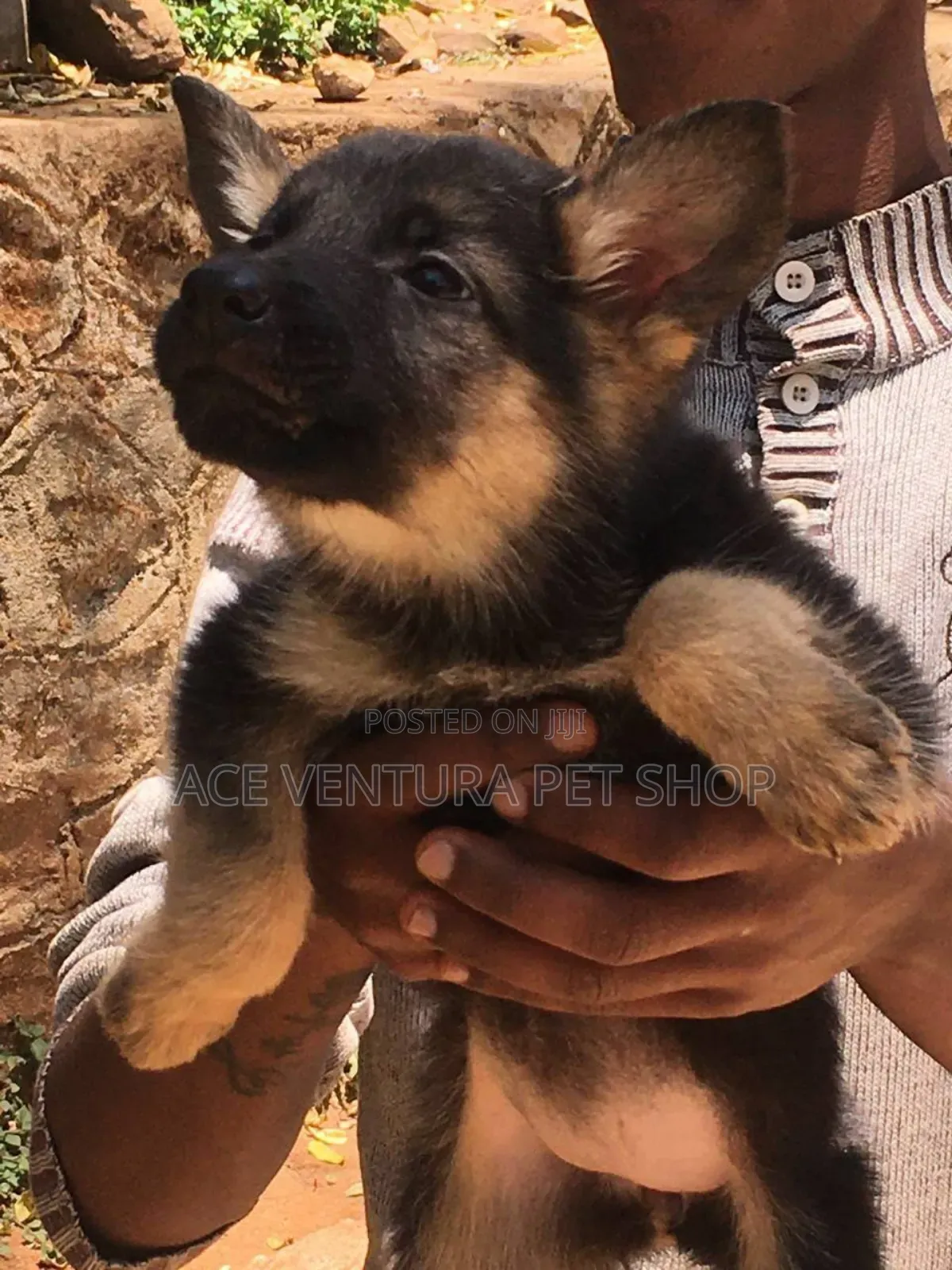 1-3 months Male Purebred German Shepherd