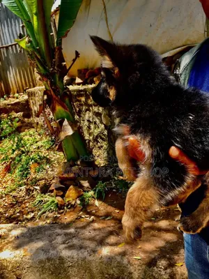 1-3 months Male Purebred German Shepherd