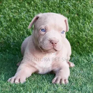 Photo - 1-3 months Male Purebred American Pit Bull Terrier