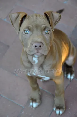 Photo - 1-3 months Male Purebred American Pit Bull Terrier