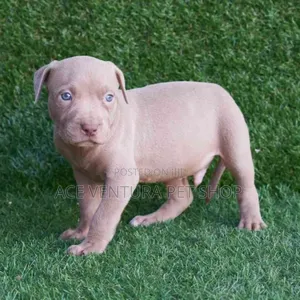 Photo - 1-3 months Male Purebred American Pit Bull Terrier