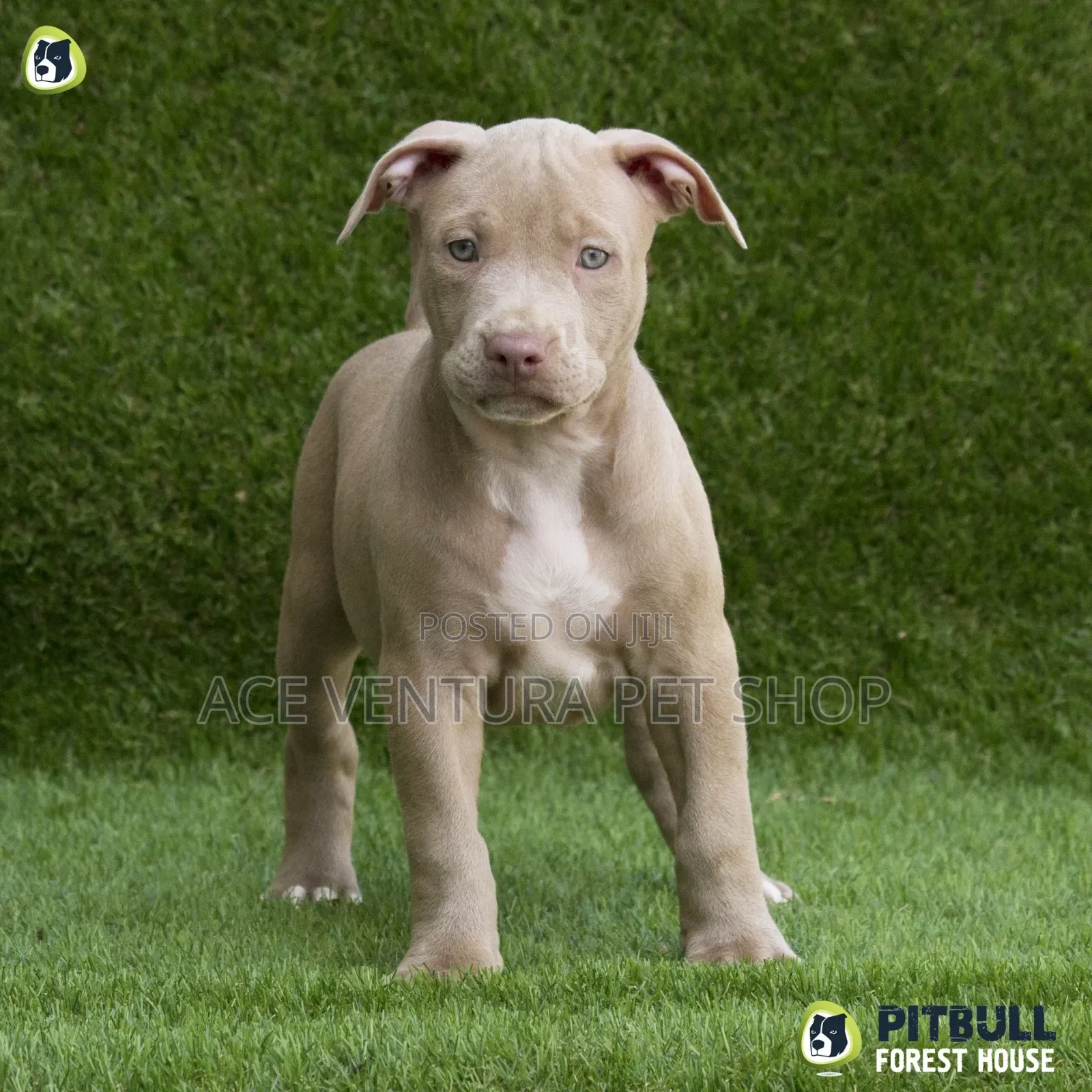 1-3 months Male Purebred American Pit Bull Terrier