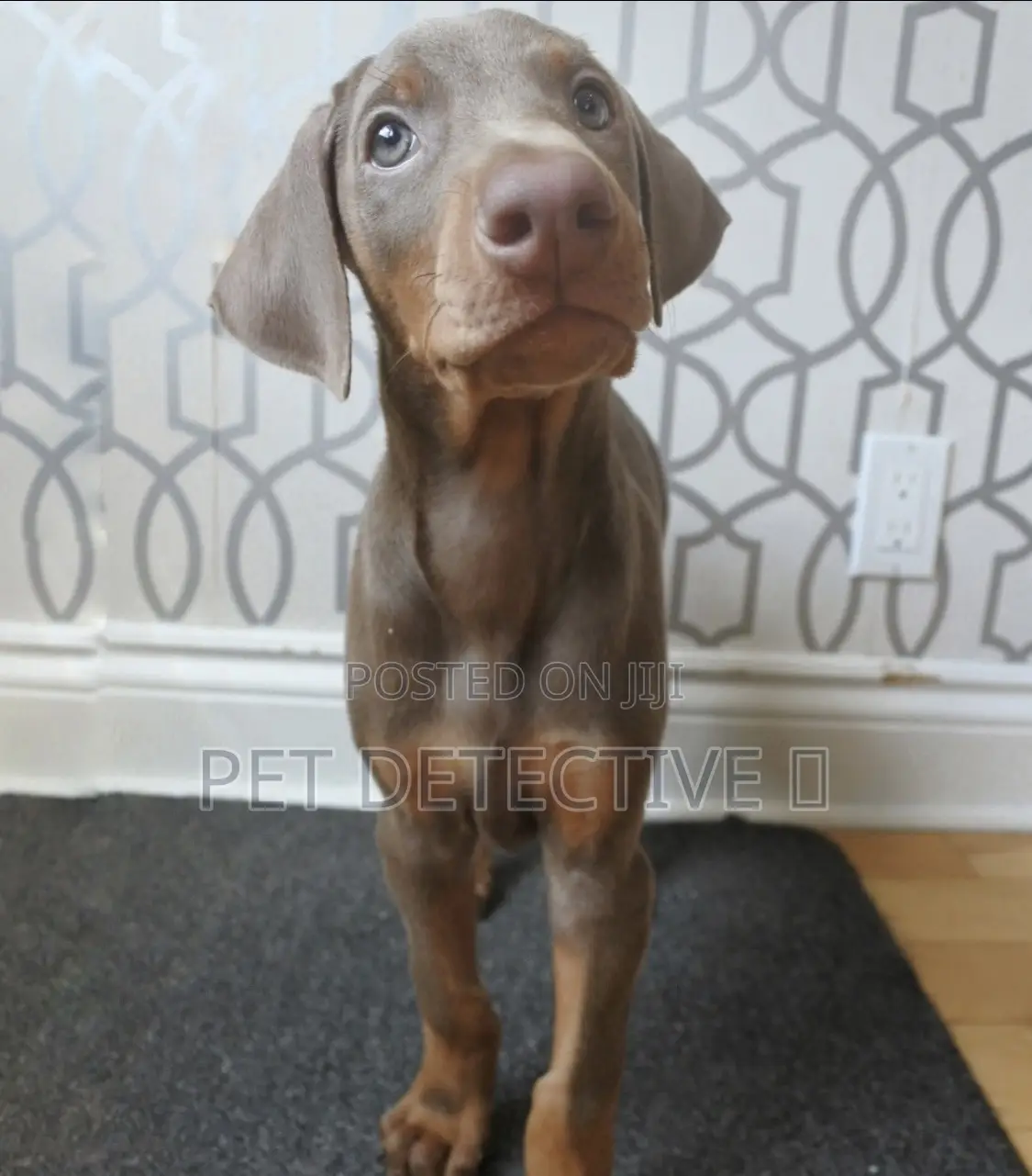 1-3 months Male Purebred Doberman Pinscher