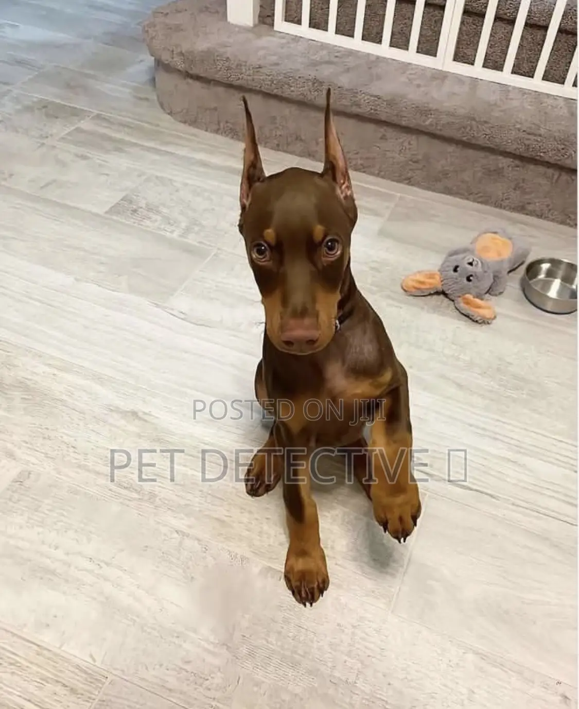 1-3 months Male Purebred Doberman Pinscher