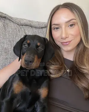 Photo - 1-3 months Male Purebred Doberman Pinscher
