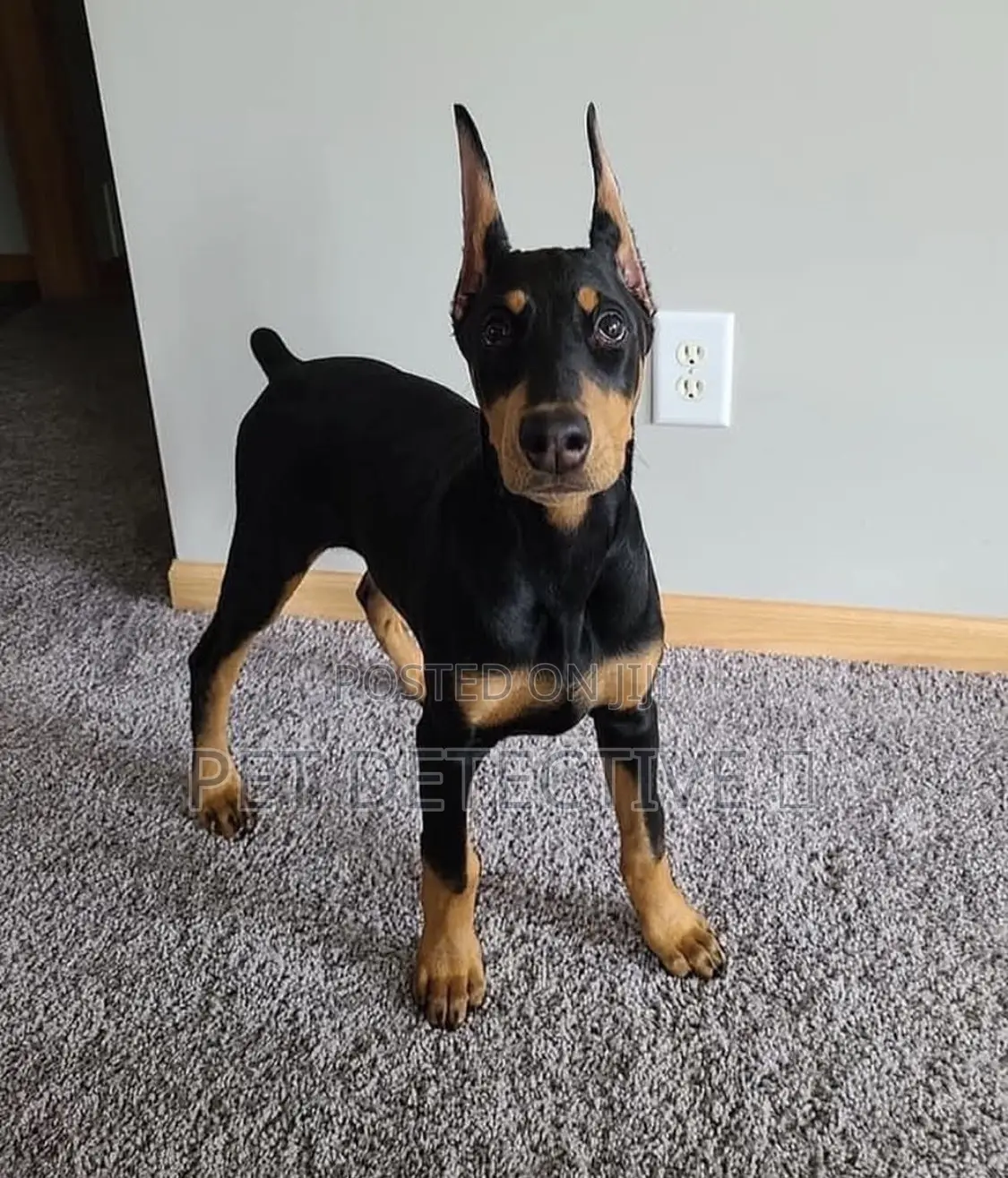 1-3 months Male Purebred Doberman Pinscher