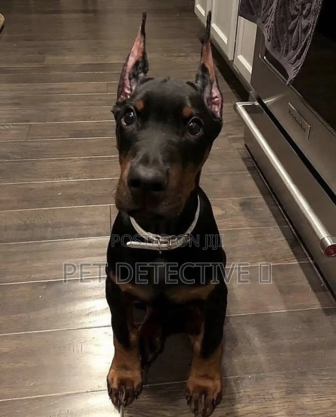 1-3 months Male Purebred Doberman Pinscher