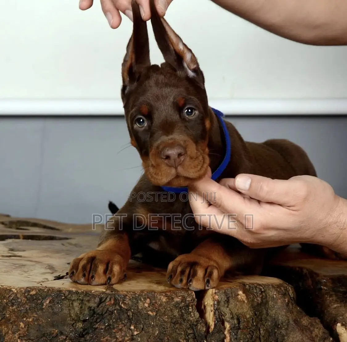 1-3 months Male Purebred Doberman Pinscher