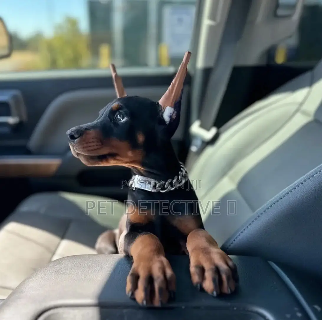 1-3 months Male Purebred Doberman Pinscher