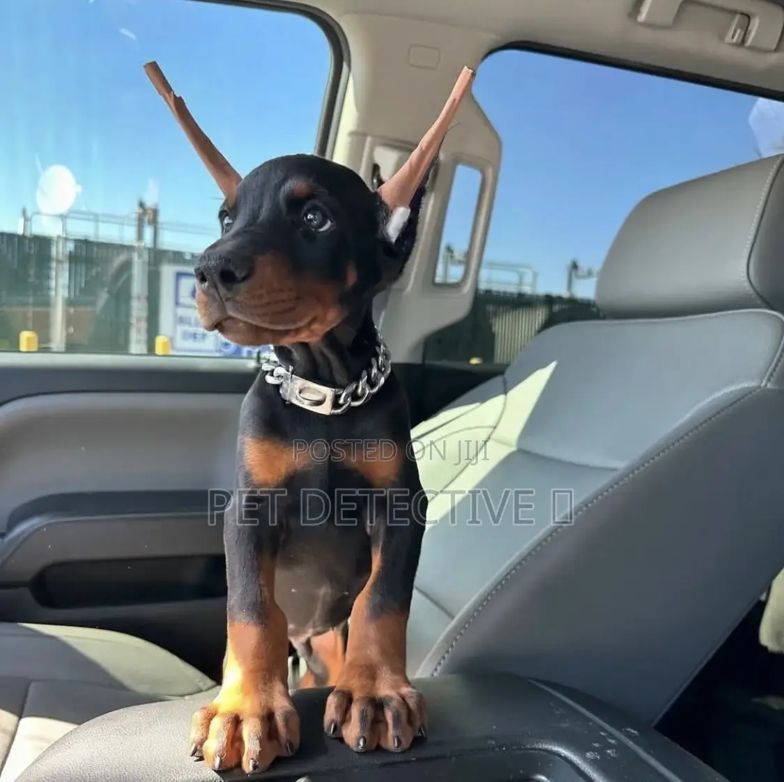 1-3 months Male Purebred Doberman Pinscher