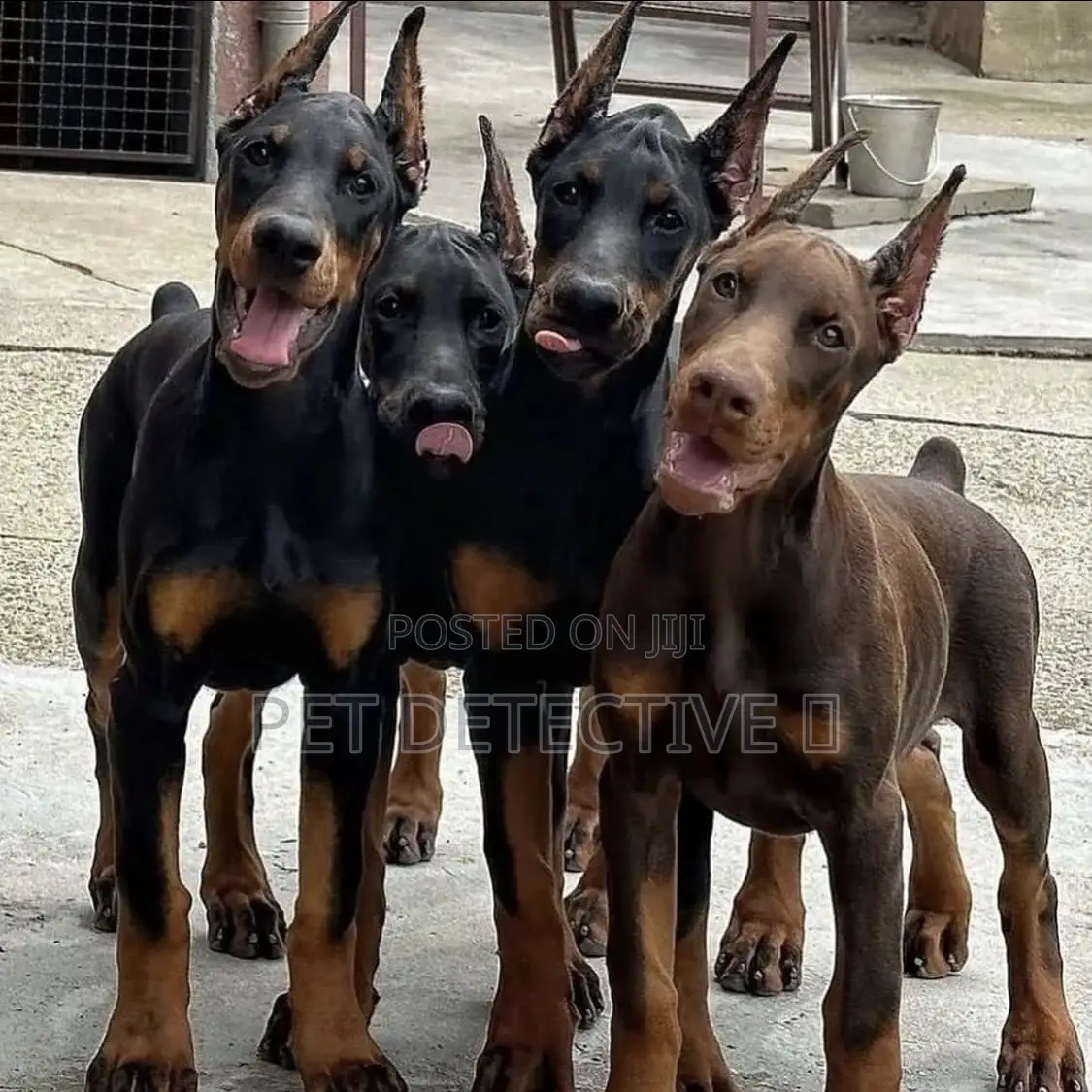 1-3 months Female Purebred Doberman Pinscher