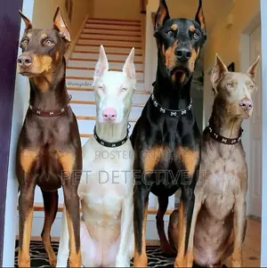 Photo - 3-6 months Female Purebred Doberman Pinscher